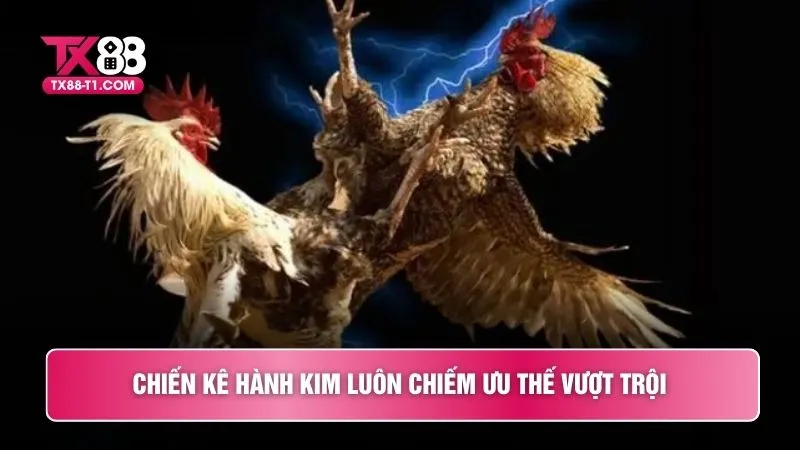 Chiến kê hành Kim luôn chiếm ưu thế vượt trội 