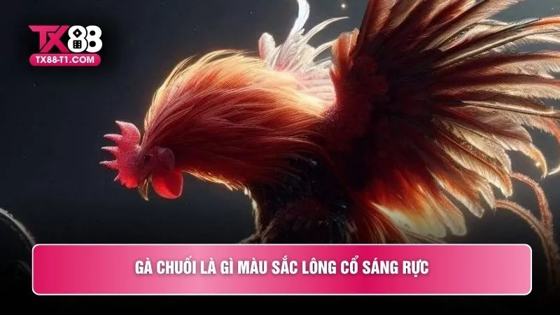 Gà chuối là gì màu sắc lông cổ sáng rực