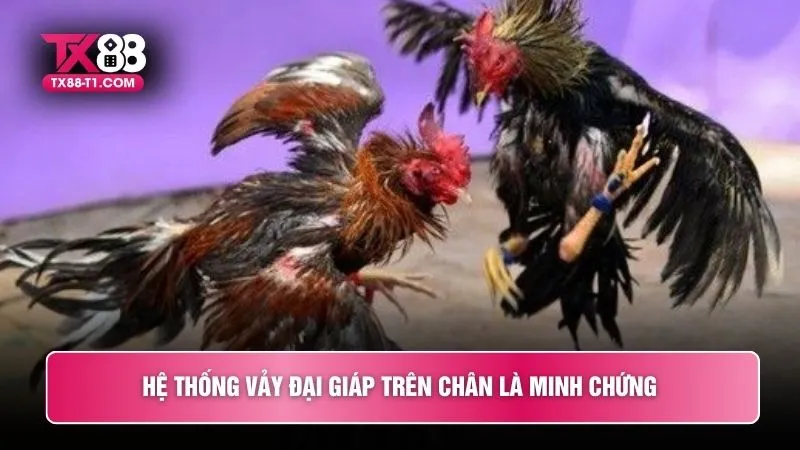Hệ thống vảy đại giáp trên chân là minh chứng 