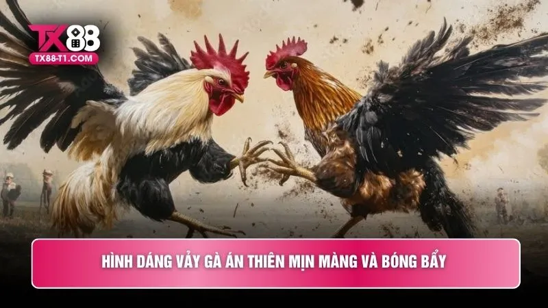 Hình dáng vảy gà án thiên mịn màng và bóng bẩy 