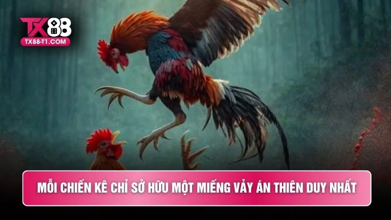 Mỗi chiến kê chỉ sở hữu một miếng vảy án thiên duy nhất