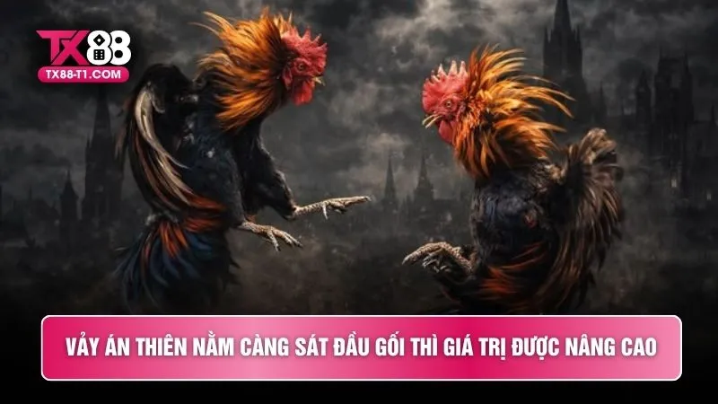 Vảy án thiên nằm càng sát đầu gối thì giá trị được nâng cao
